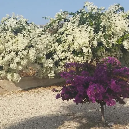 Wild Flower Bed & Breakfast Tala